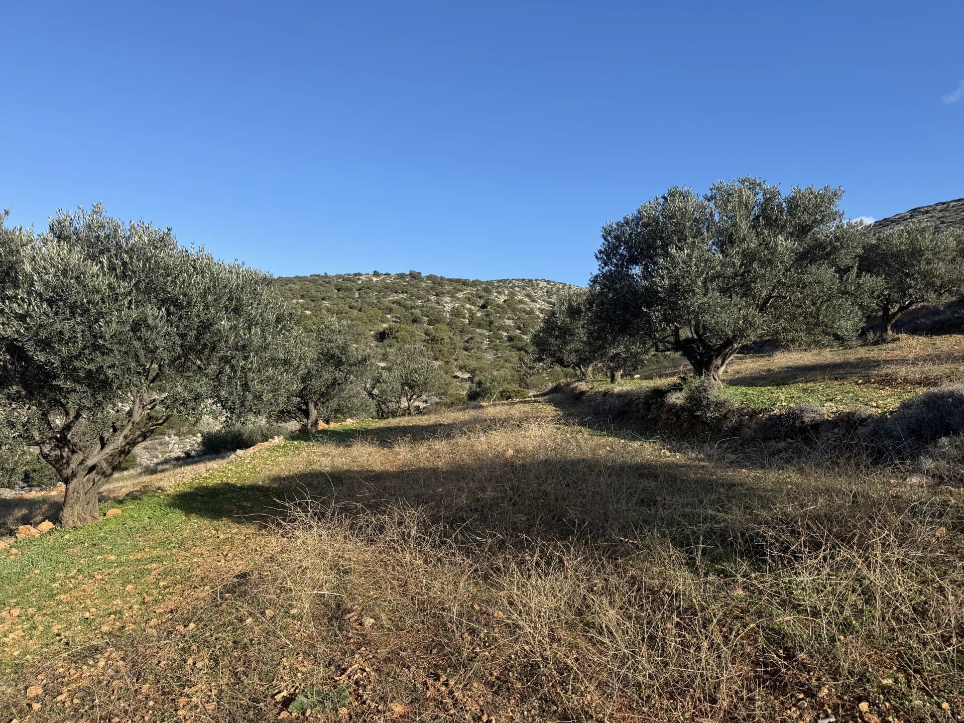 Exclusive Olive Grove Plot for Sale in Tranquil Agkairia – Build Your Paros Dream Retreat - Image 5