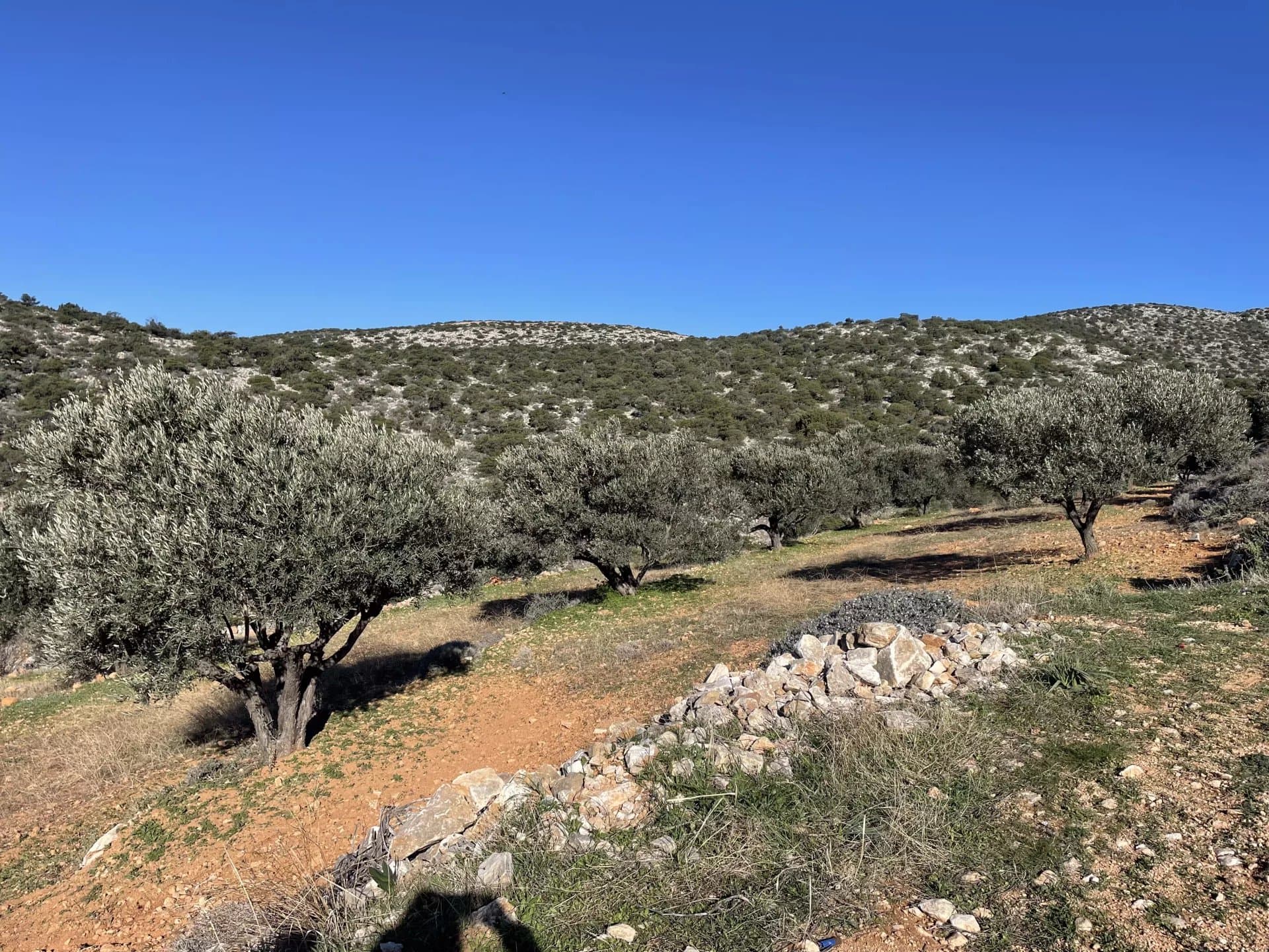 Exclusive Olive Grove Plot for Sale in Tranquil Agkairia – Build Your Paros Dream Retreat - Image 3