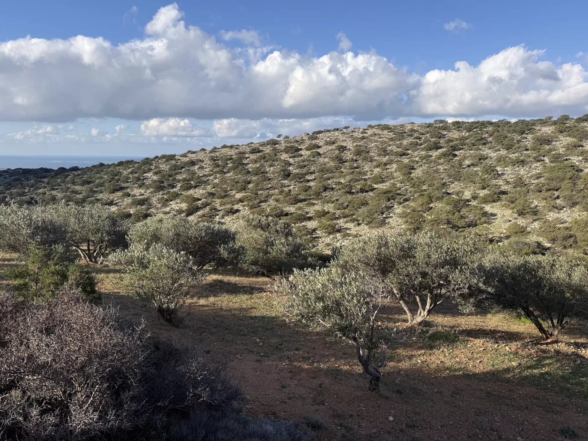 Exclusive Olive Grove Plot for Sale in Tranquil Agkairia – Build Your Paros Dream Retreat - Image 10