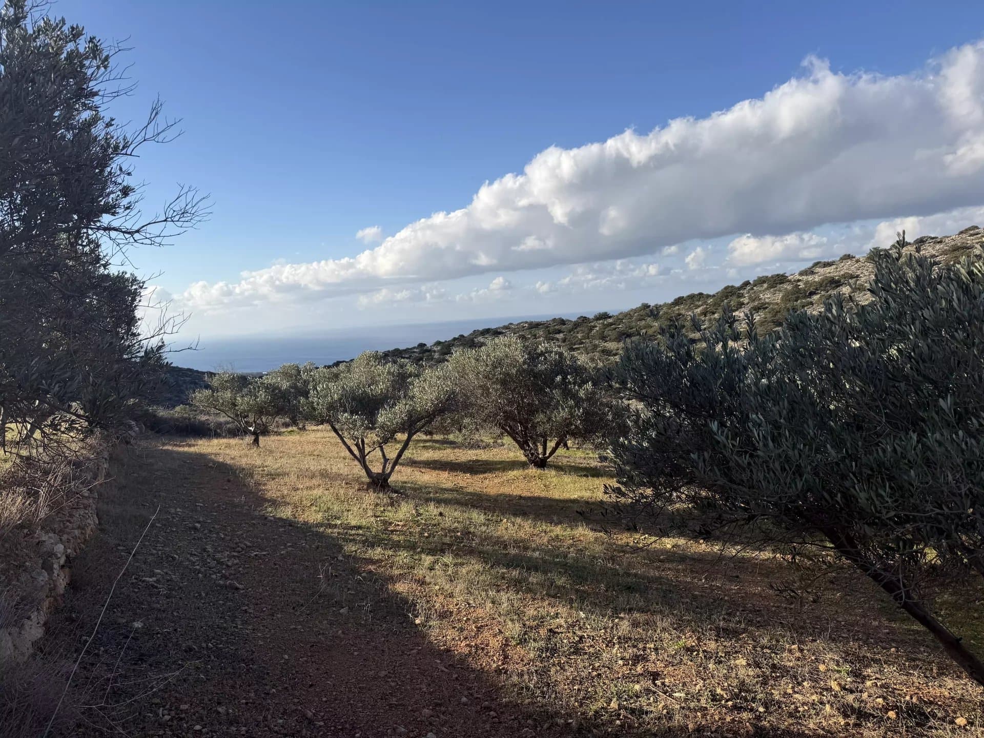 Exclusive Olive Grove Plot for Sale in Tranquil Agkairia – Build Your Paros Dream Retreat - Image 8