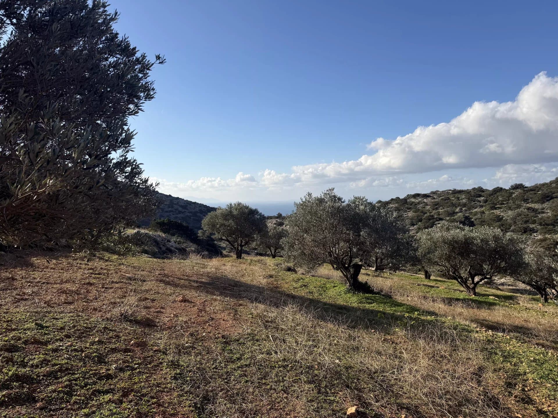 Exclusive Olive Grove Plot for Sale in Tranquil Agkairia – Build Your Paros Dream Retreat - Image 7